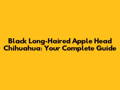 Black Long-Haired Apple Head Chihuahua: Your Complete Guide