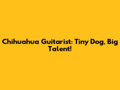Chihuahua Guitarist: Tiny Dog, Big Talent!