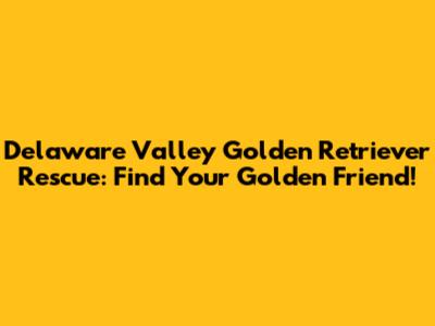 Delaware Valley Golden Retriever Rescue: Find Your Golden Friend!