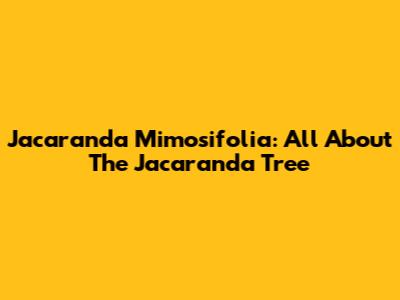 Jacaranda Mimosifolia: All About The Jacaranda Tree