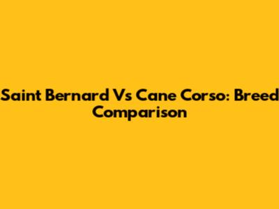 Saint Bernard Vs Cane Corso: Breed Comparison