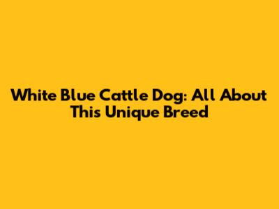White Blue Cattle Dog: All About This Unique Breed